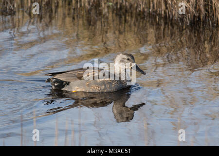 Male (drake) gadwall duck (Anas strepera) swimming, UK Stock Photo