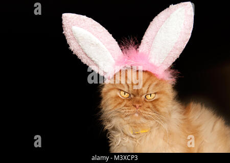 Close up portrait of orange Persian cat with bunny ears Stock Photo