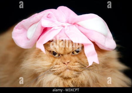 Close up portrait of orange Persian cat with bunny ears hat Stock Photo