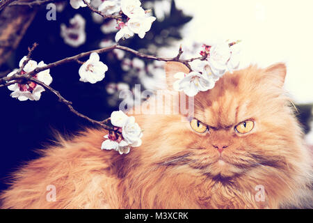 Orange Persian cat with tree blooms in spring Stock Photo
