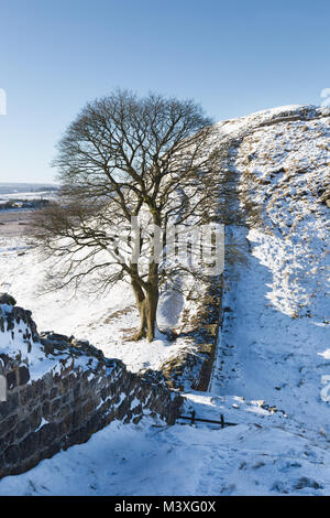 Hadrian's Wall: the Robin Hood Tree in Sycamore Gap, seen from Highshield Crags a little to the east Stock Photo