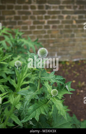 Echinops ritro plants Stock Photo