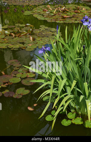 Iris laevigata plants Stock Photo