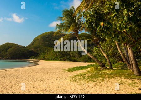 Palm trees on the island near the beach Stock Photo