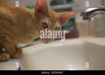 Ginger peterbald purebred domestic cat big eats portrait Stock Photo