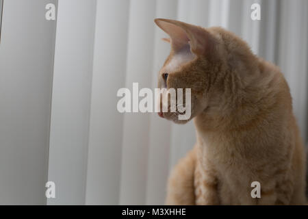 Ginger peterbald purebred domestic cat big eats portrait Stock Photo