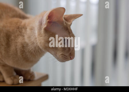 Ginger peterbald purebred domestic cat big eats portrait Stock Photo