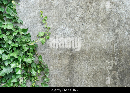 Background with gray plastered wall and ivy leaves Stock Photo