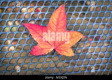 single red orange maple leaf on a mesh metal grey table Stock Photo