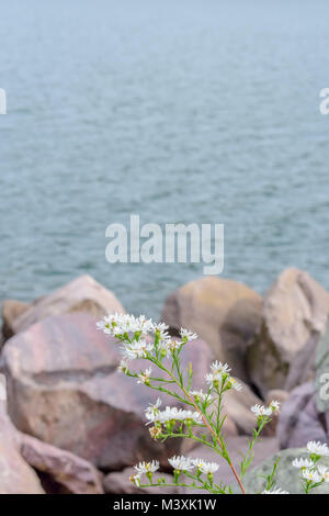 closeup of white wildflowers in front of large quartzite rocks at Devils Lake State Park Wisconsin Stock Photo