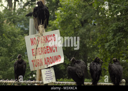 Black Vulture over No Parking sign at Conowingo Dam Maryland Stock Photo