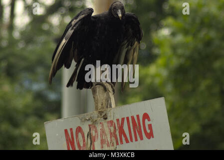 Black Vulture over No Parking sign at Conowingo Dam Maryland Stock Photo