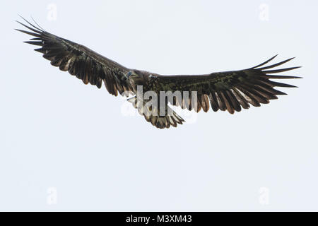 Juvenile White tailed eagle (Haliaeetus albicilla) in flight Stock Photo