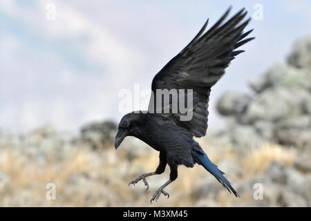 Common raven (Corvus corax) landing Stock Photo