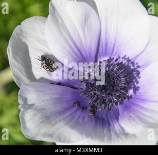 black and white naomi oxythyrea noemi flower chafer beetle oxythyrea noemi on purple and white anemone flower in a garden Stock Photo