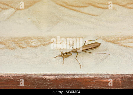 brown egyptian praying mantis Miomantis paykulli above a doorway on an old dirty house Stock Photo