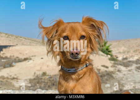 portrait of small long-haired red dog with a desert and blue sky background