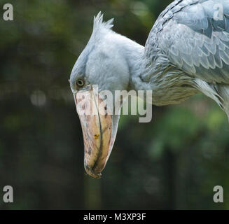 Shoebill Stork (Balaeniceps rex) in Uganda. Stock Photo