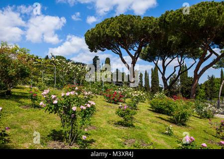 Rose Garden in Rome, Italy. Beautiful Municipal Rose Garden is a public garden in Rome, located on  Aventine Hill in Rome Stock Photo