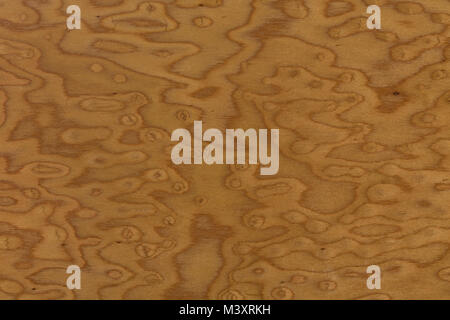 Design walnut wood texture background closeup. Stock Photo