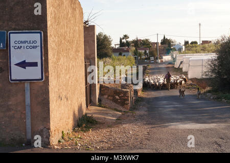 shepherd with his flock of sheep, Costa del Azahar, Spain Stock Photo