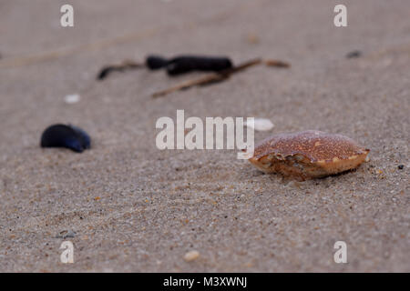 Empty crab shell on a wet, sandy beach with debris and organic material blurred in the background. Stock Photo