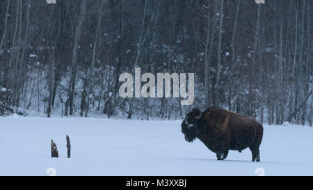 Bison standing on a frozen lake through deep snow in a blizzard, Elk Island National Park, Canada Stock Photo