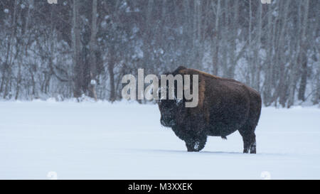 Bison standing on a frozen lake through deep snow in a blizzard, Elk Island National Park, Canada Stock Photo