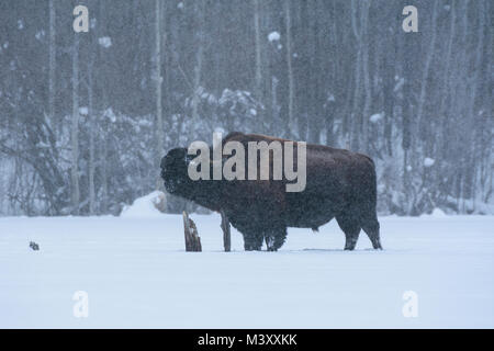 Bison scratching an itch on a frozen lake through deep snow in a blizzard, Elk Island National Park, Canada Stock Photo