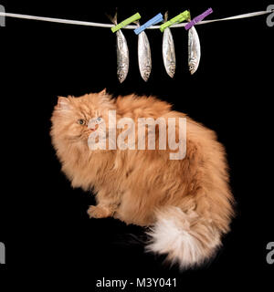 Orange Persian cat looking at hanged fishes with black background Stock Photo