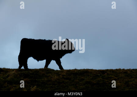 Young black bull on the Malvern Hills silhouette against a dull blue sky. Cattle, bullock. Malvern, Worcestershire, England, UK Stock Photo