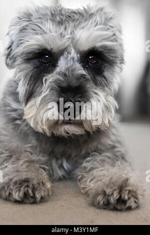 Puppy miniature schnauzer lies on the floor, funny dog Stock Photo