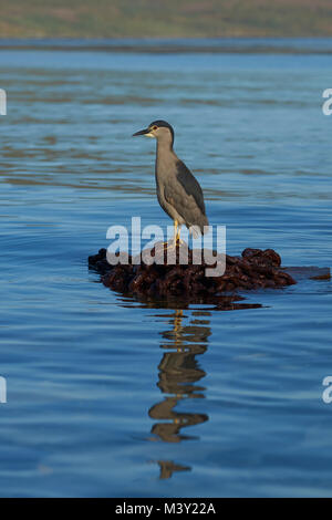 Black-crowned Night-heron (Nycticorax nycticorax falklandicus) on a pile of rusty chain on the coast of Carcass Island in the Falkland Islands Stock Photo