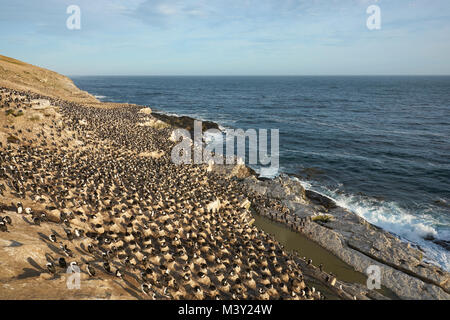 Large breeding colony of Imperial Shag (Phalacrocorax atriceps albiventer) on the coast of Carcass Island in the Falkland Islands. Stock Photo