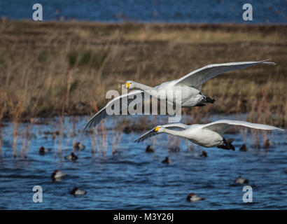 Two whooper swans in flight Stock Photo