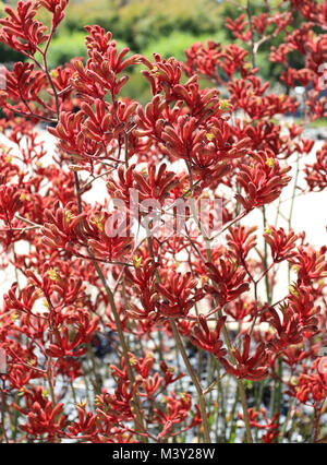 Anigizanthos Big Red or also known as Kangaroo Paw Stock Photo