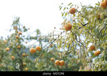 Yuzu in harvest, Akiruno City, Tokyo, Japan Stock Photo