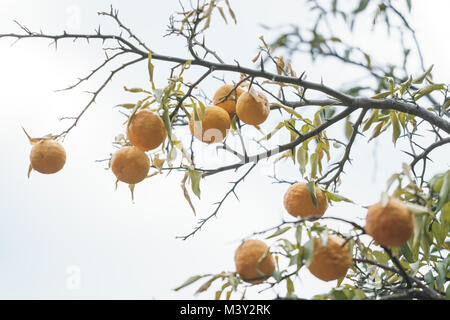 Yuzu in harvest, Akiruno City, Tokyo, Japan Stock Photo