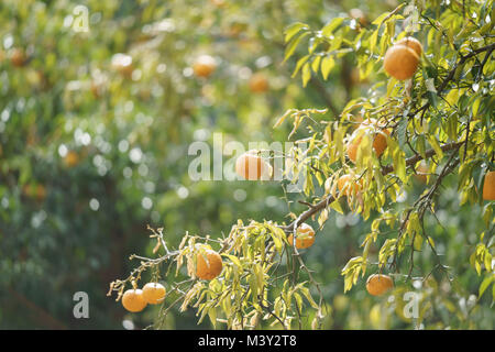 Yuzu in harvest, Akiruno City, Tokyo, Japan Stock Photo