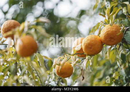 Yuzu in harvest, Akiruno City, Tokyo, Japan Stock Photo