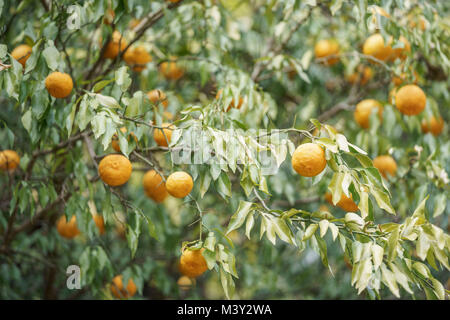 Yuzu in harvest, Akiruno City, Tokyo, Japan Stock Photo