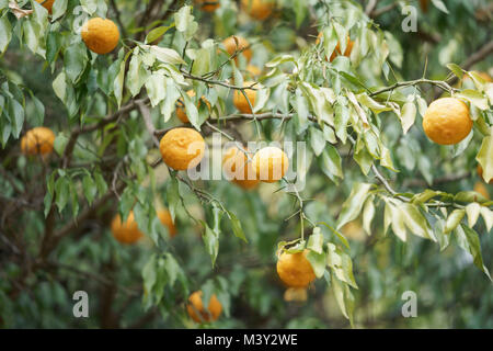 Yuzu in harvest, Akiruno City, Tokyo, Japan Stock Photo