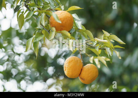 Yuzu in harvest, Akiruno City, Tokyo, Japan Stock Photo