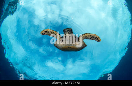 Hawksbill seat turtles in Papua New Guinea Stock Photo