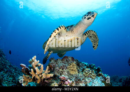 Hawksbill seat turtles in Papua New Guinea Stock Photo