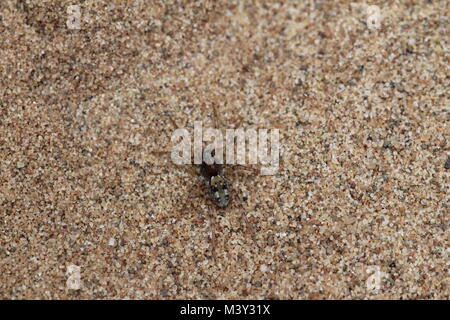 Arctosa perita (or the Sand Bear-spider), a species of wolf spider found on sand dunes and heathland. Stock Photo