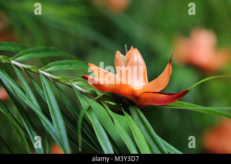 Freycinetia Cumingiana (Multiflora) flower, Hawaii Stock Photo