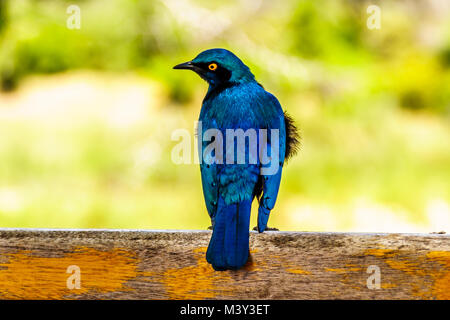 Greater Blue-Eared Starling sitting on a fence rail at Skukuza Rest Camp in Kruger Park in South Africa Stock Photo