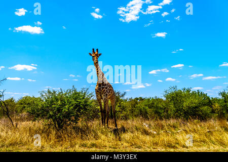 Large male giraffe under blue sky in Kruger Park in South Africa Stock Photo