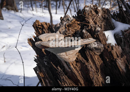 Mushroom on an old rotten stump in winter against a background of snow Stock Photo